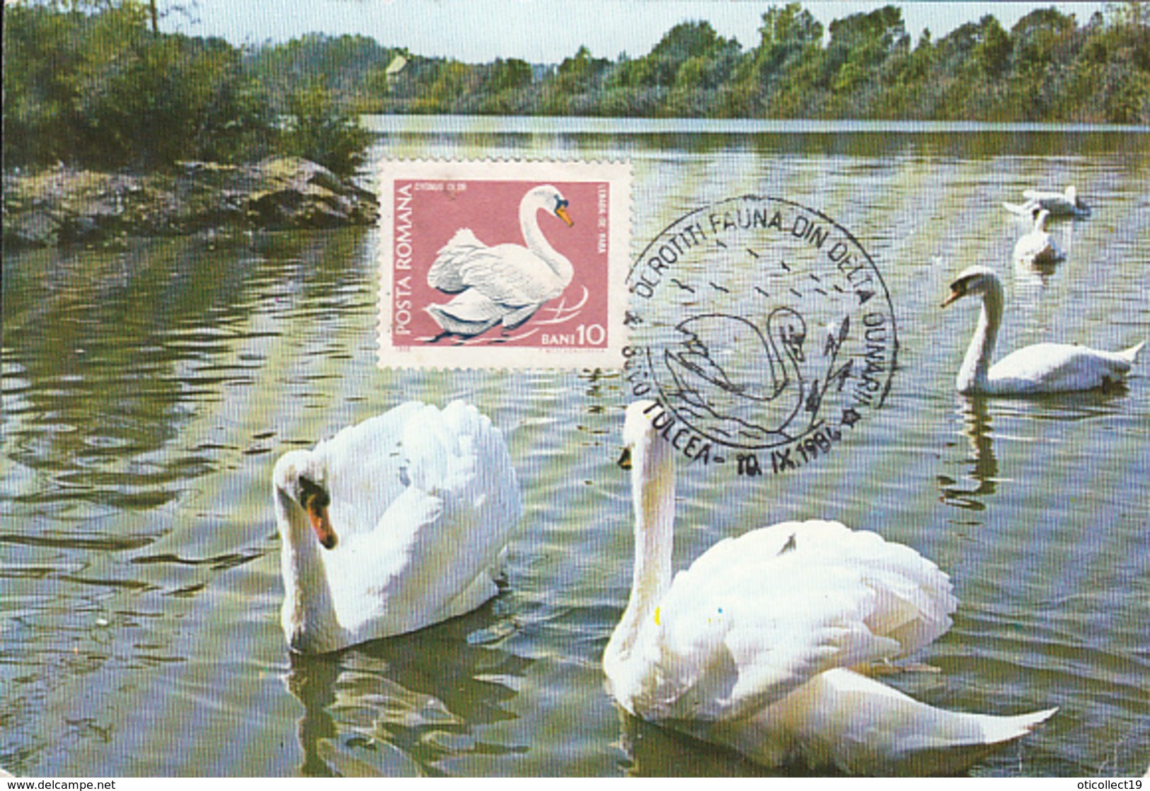 BIRDS, WHITE SWAN, MAXIMUM CARD, 1984, ROMANIA - Cigni