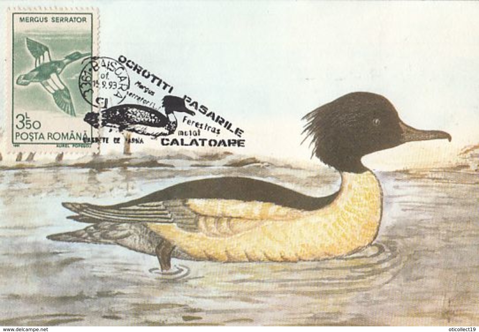 BIRDS, DUCKS, RED BREASTED MERGANSER, MAXIMUM CARD, 1993, ROMANIA - Canards