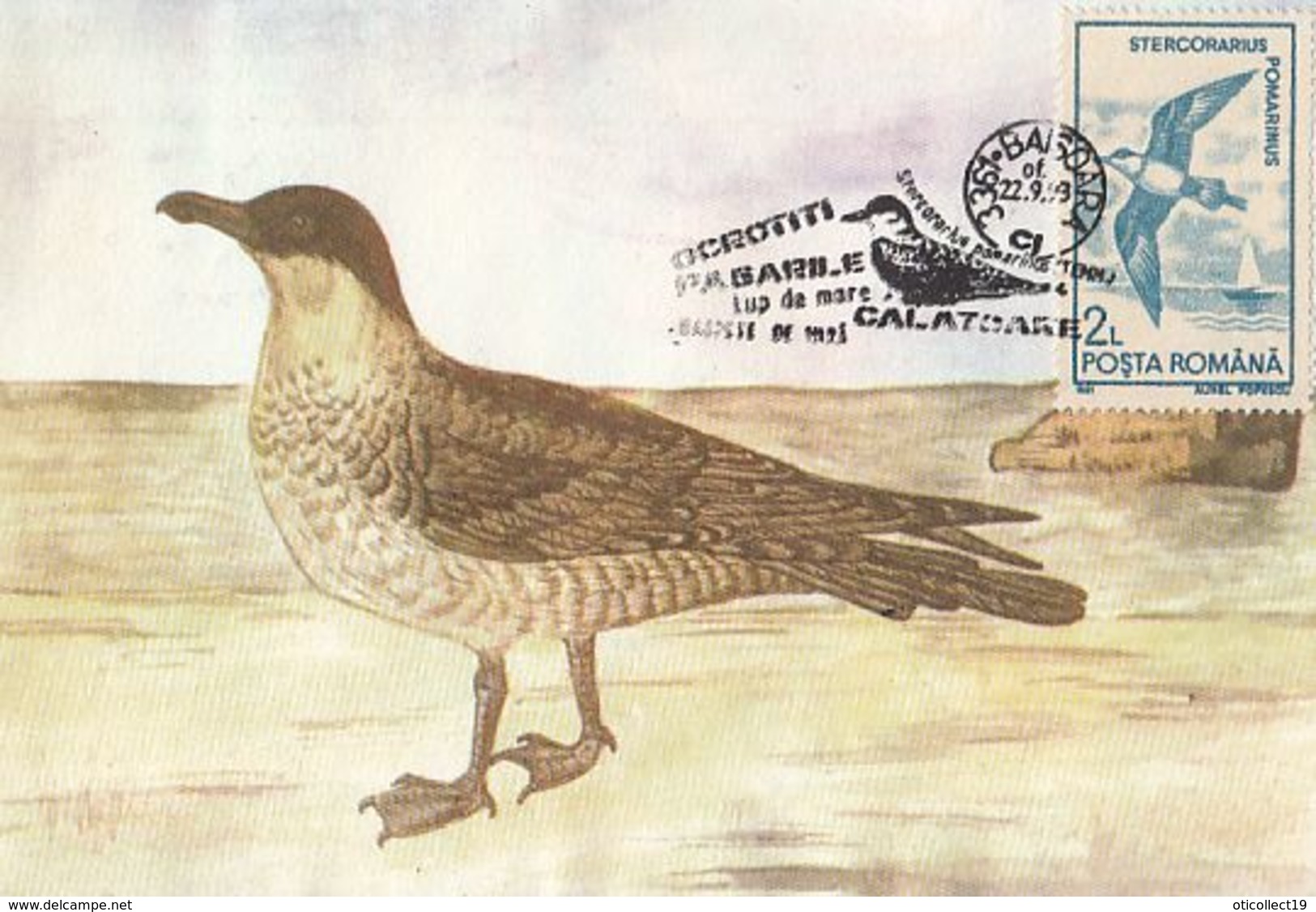 BIRDS, POMARINE JAEGER, SKUA, MAXIMUM CARD, 1993, ROMANIA - Albatros