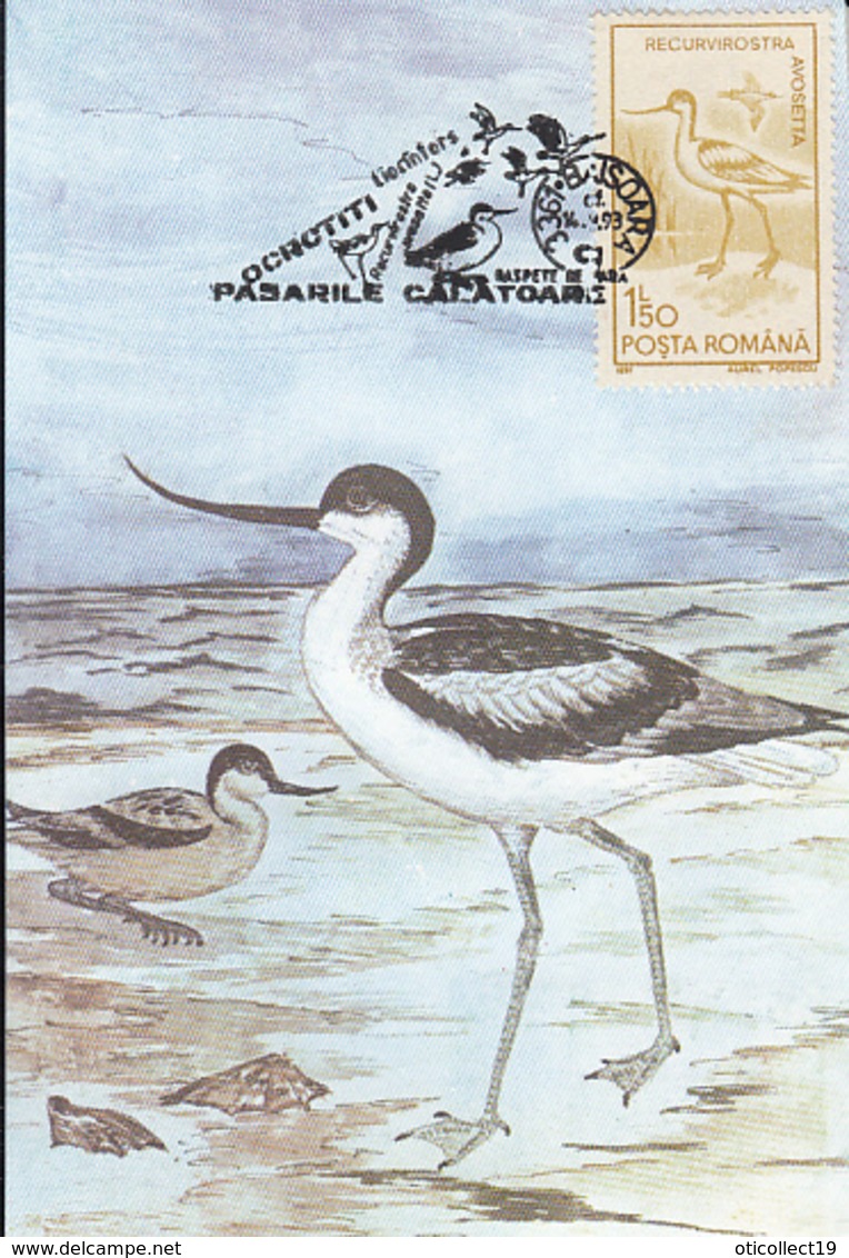 BIRDS, PIED AVOCET, MAXIMUM CARD, 1993, ROMANIA - Cigognes & échassiers