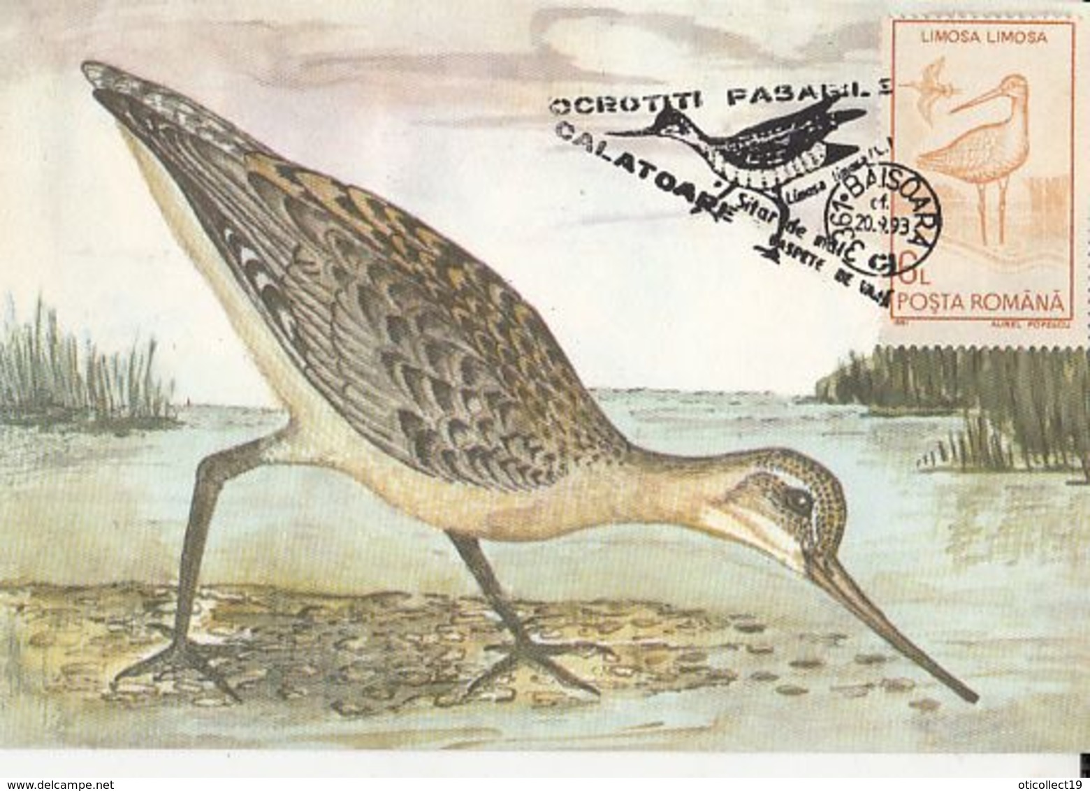 BIRDS, BLACK TAILED GODWIT, MAXIMUM CARD, 1993, ROMANIA - Storchenvögel