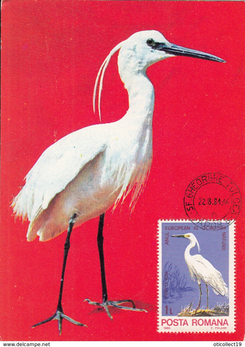 BIRDS, LITTLE EGRET, MAXIMUM CARD, 1981, ROMANIA - Pélicans