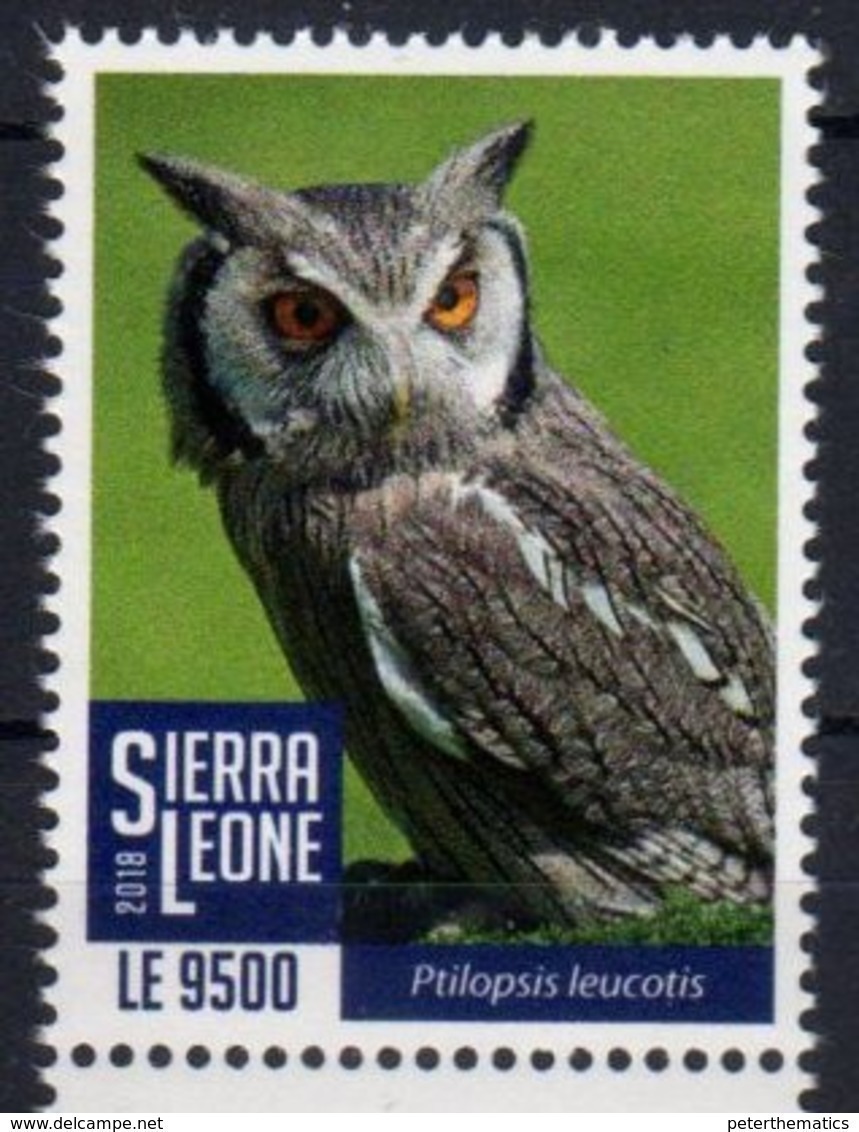 SIERRA  LEONE, 2018, BIRDS, OWLS, 1v - Gufi E Civette