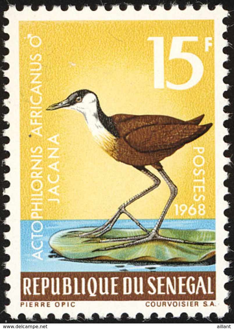 Senegal. 1968 : Jacana à Poitrine Dorée. African Jacana - Cigognes & échassiers