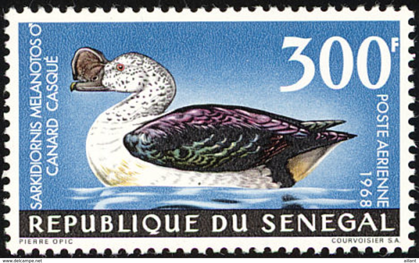 Senegal.  :  Canard à Bosse .  Knob-billed Duck - Canards