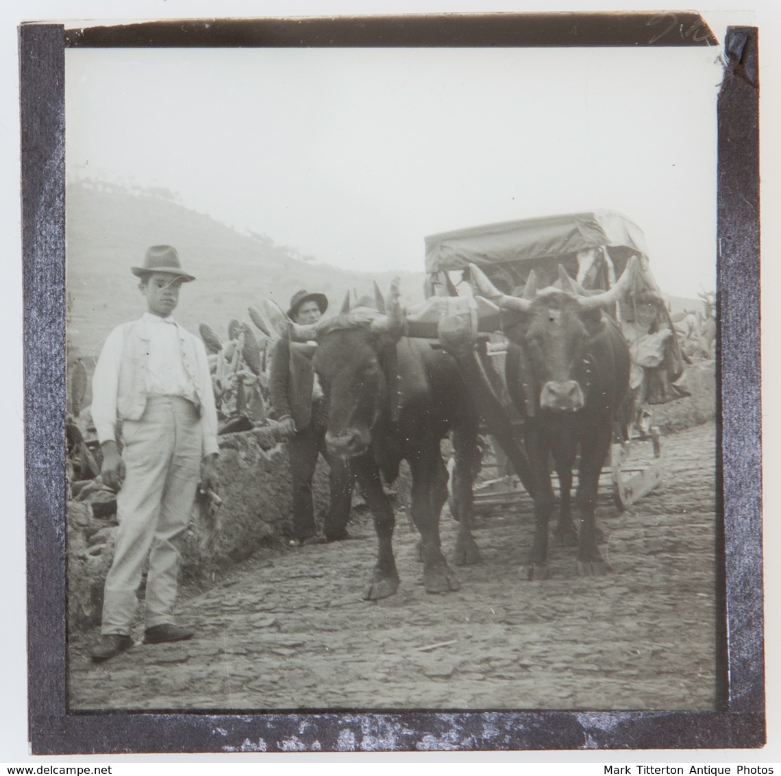 Sledge Ride MADEIRA - Magic Lantern Slide (lanterne Magique) - Glass Slides