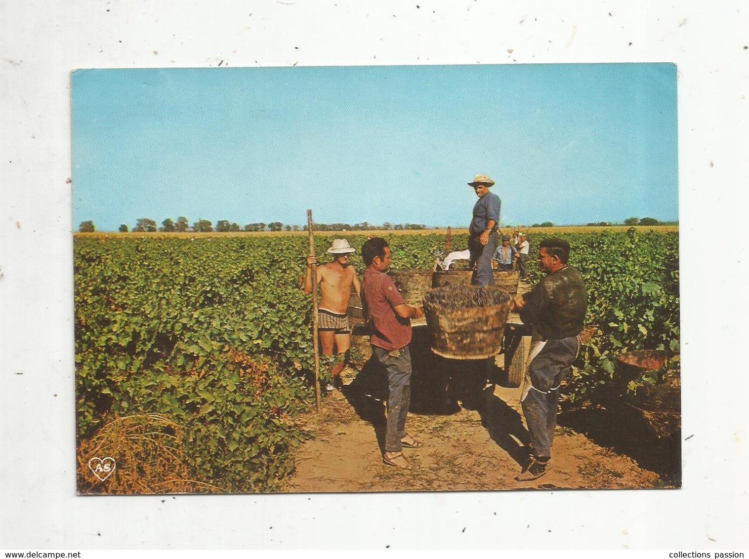 Cp , AGRICULTURE ,  Vignes , Scéne De Vendanges ,  34 ,  VIAS SUR MER ,  écrite - Vignes