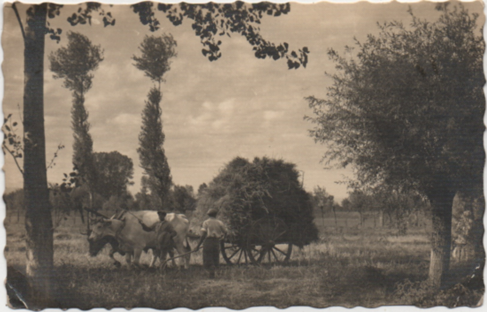 Cartolina Con Carro Di Paglia O Fieno Trainato Da Buoi. Formato Piccolo Viaggiata 1955 - Equipaggiamenti