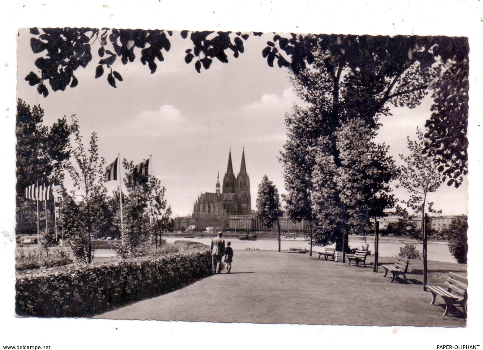5000  KÖLN - DEUTZ, Blick Aus Dem Rheinpark Auf Den Kölner Dom, 1955 - Koeln
