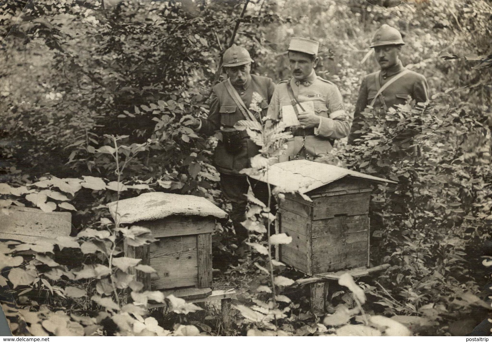 DANS LA MEUSE SOLDATS ONT INSTALLÉ DES NICHES D'ABEILLE  +- 18*13CM - Guerre, Militaire