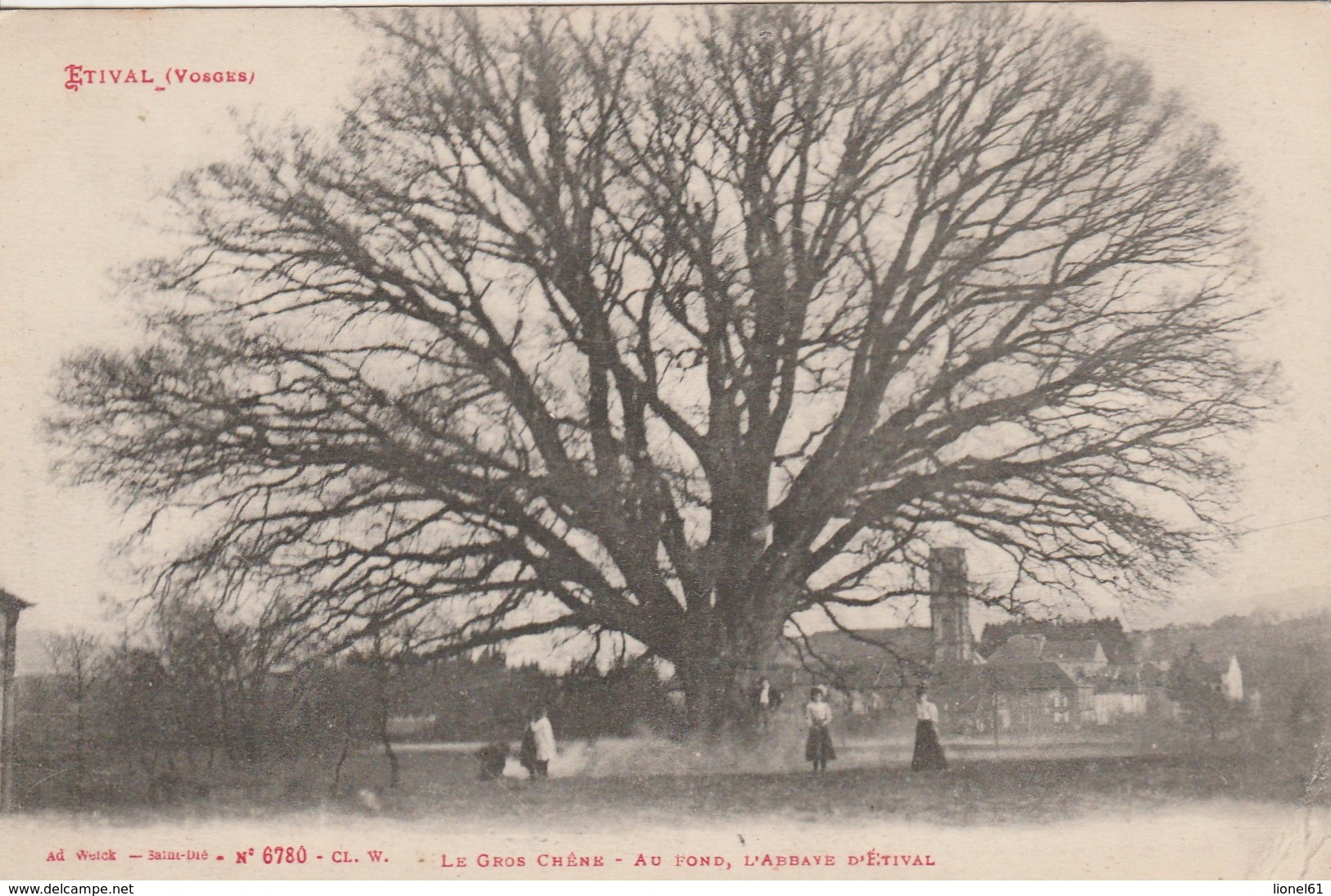 ETIVAL : (88) Le Gros Chêne Au Fond De L'Abbaye D'Etival - Etival Clairefontaine