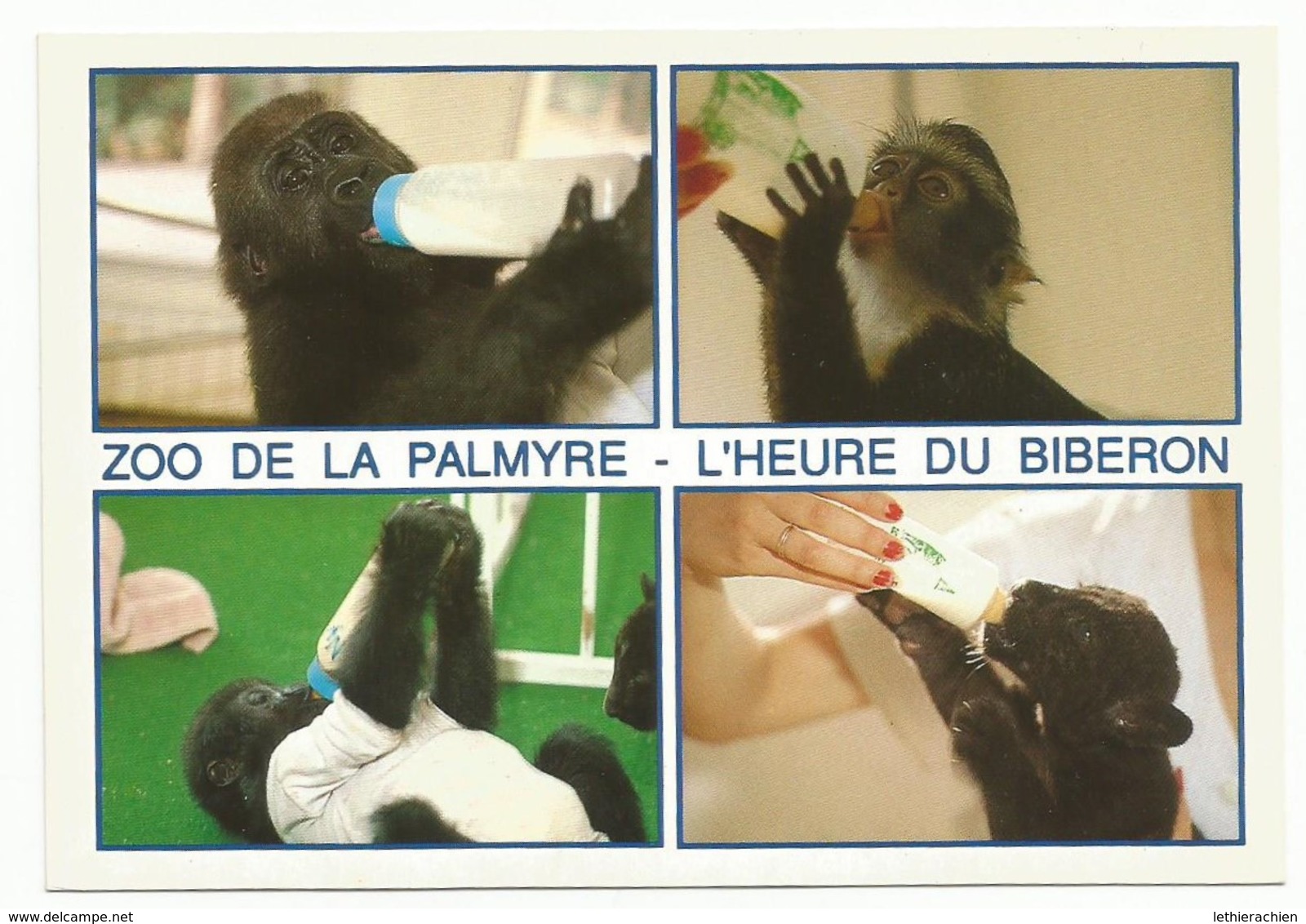 Zoo De La Palmyre - Autres & Non Classés