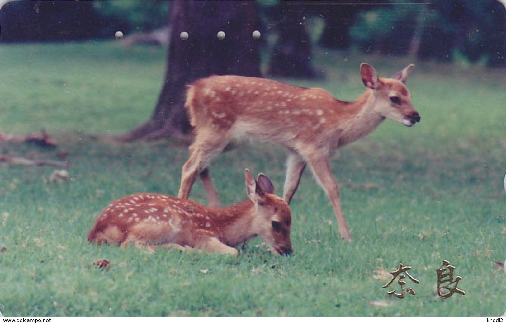 Télécarte Japon / 110-016 - ANIMAL - BICHE DAIM - HIND DAW Japan Phonecard - HIRSCH Telefonkarte - BE 129 - Autres & Non Classés