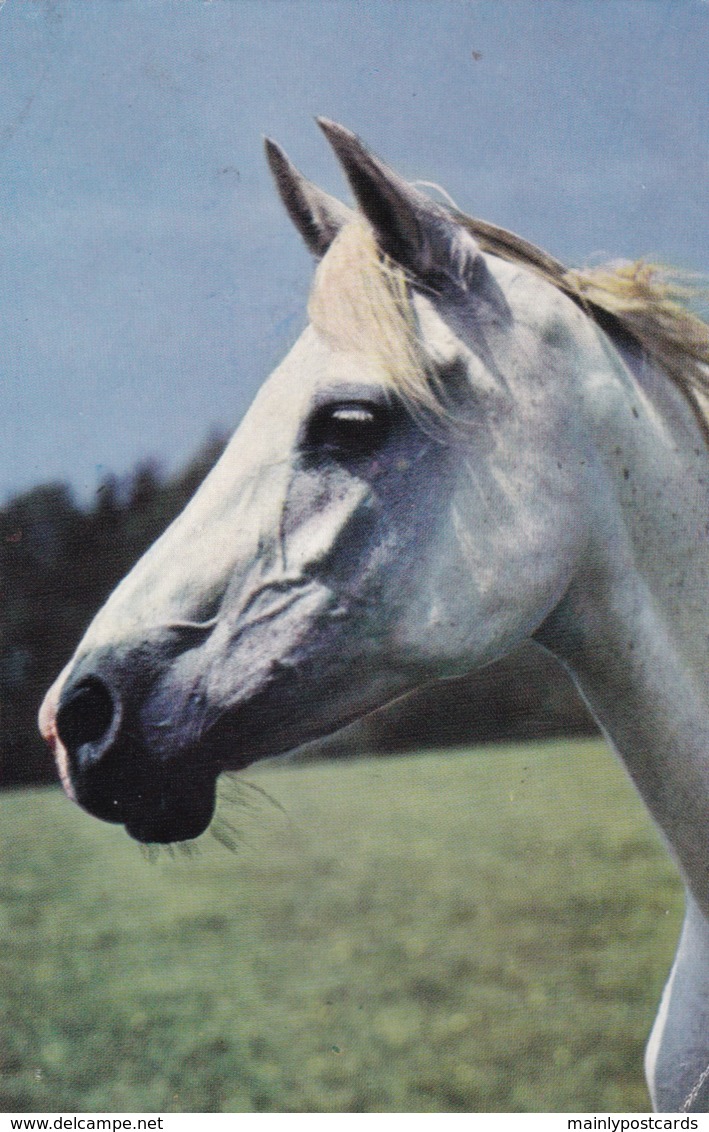 AR43 Animals - White Horse's Head - Modern Postcard - Caballos