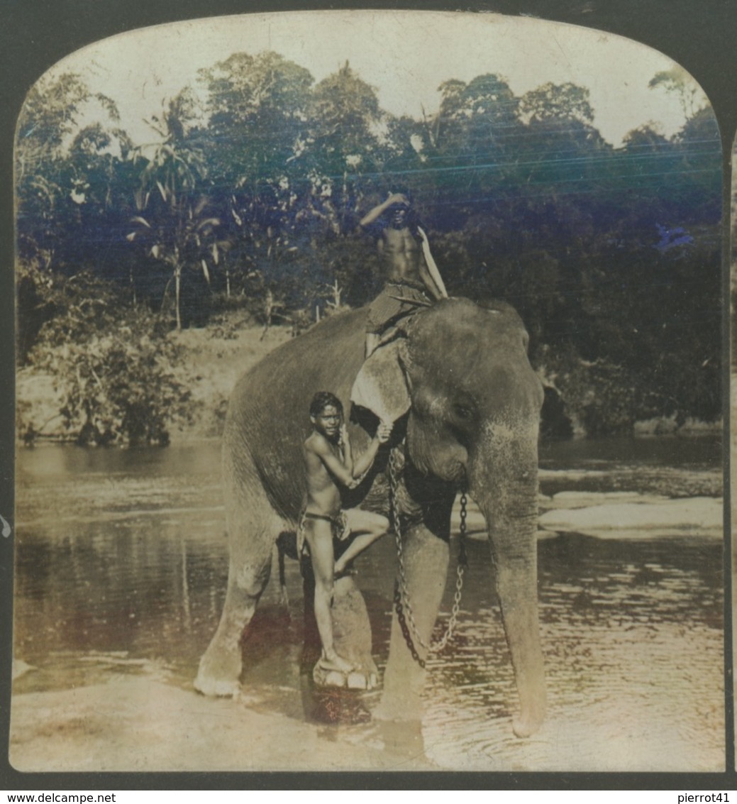 PHOTOS STEREO - CEYLAN - CEYLON - Mounting An Elephant ... - Stereoscopic