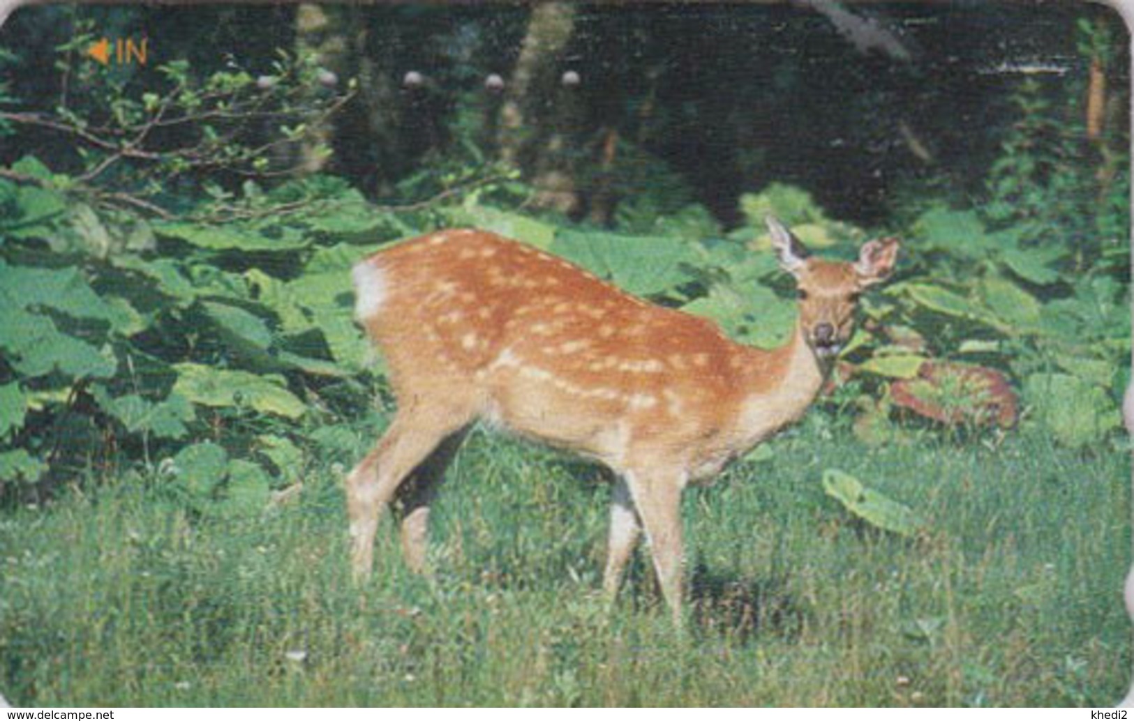 Télécarte Japon / 110-016 - ANIMAL - BICHE - DOE Japan Phonecard -  HIRSCHKUH - 139 - Autres & Non Classés