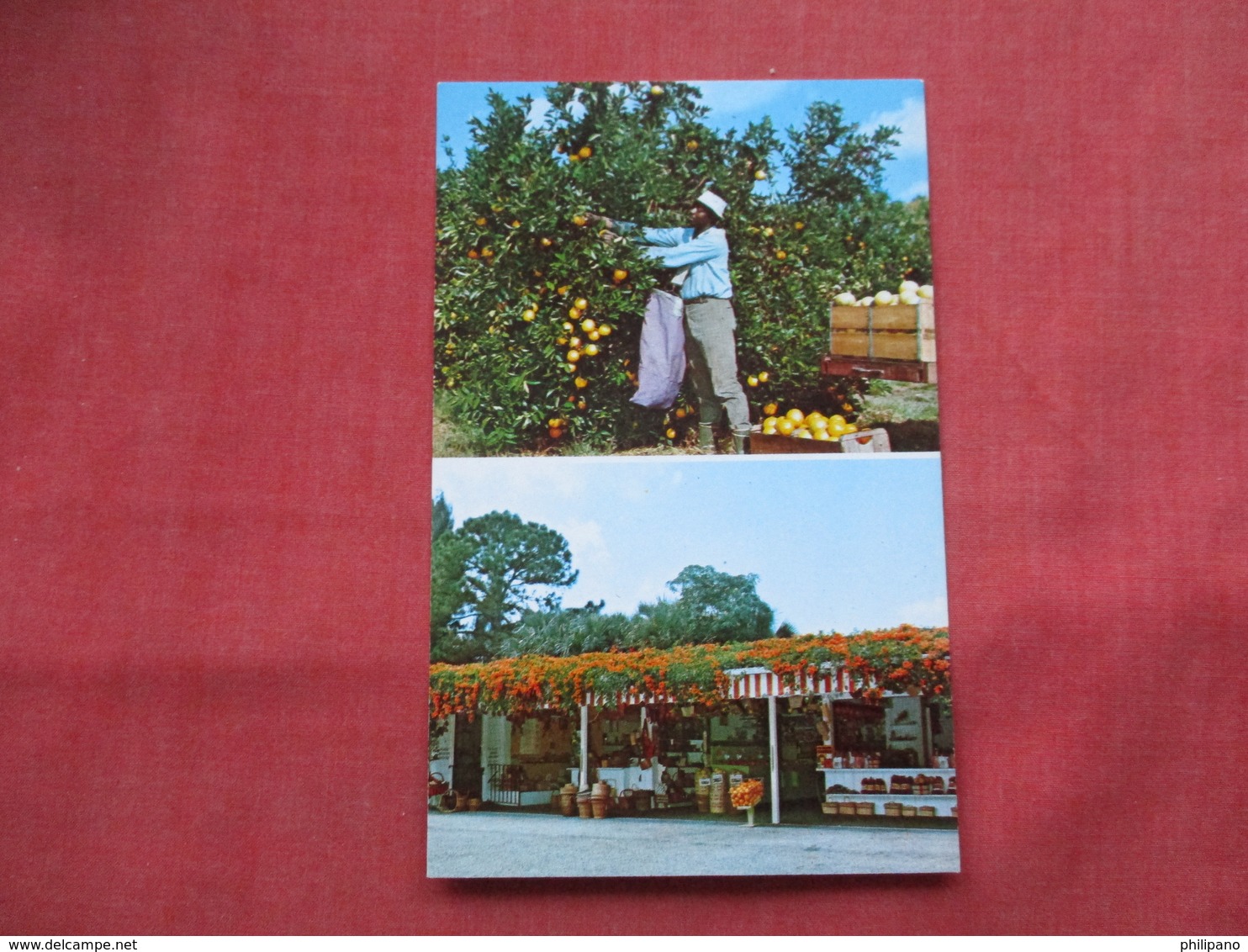 Black Americana Blood's Hammock Groves  Delray Beach Florida  Ref 3494 - Black Americana