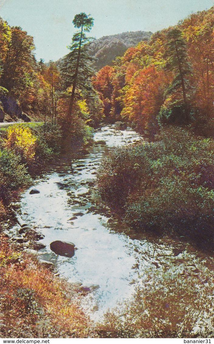 CPM USA En 1976 - GREENVILLE En Caroline Du Sud - Le Cours D'eau à L'automne By Mike Roberts - Greenville