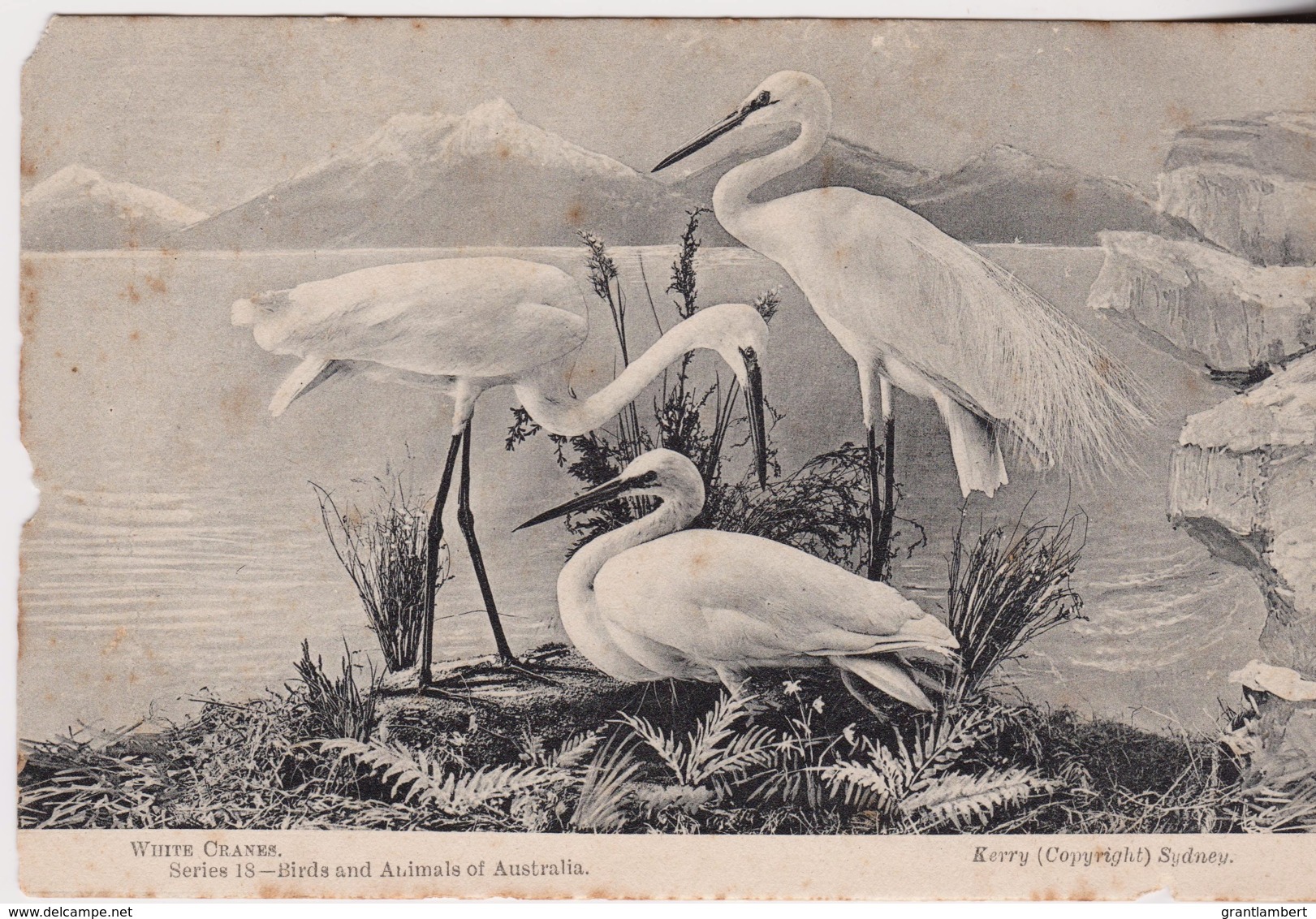 White Cranes, Series 18, Birds Of Australia - C1900-1920, Unused, See Notes - Other & Unclassified