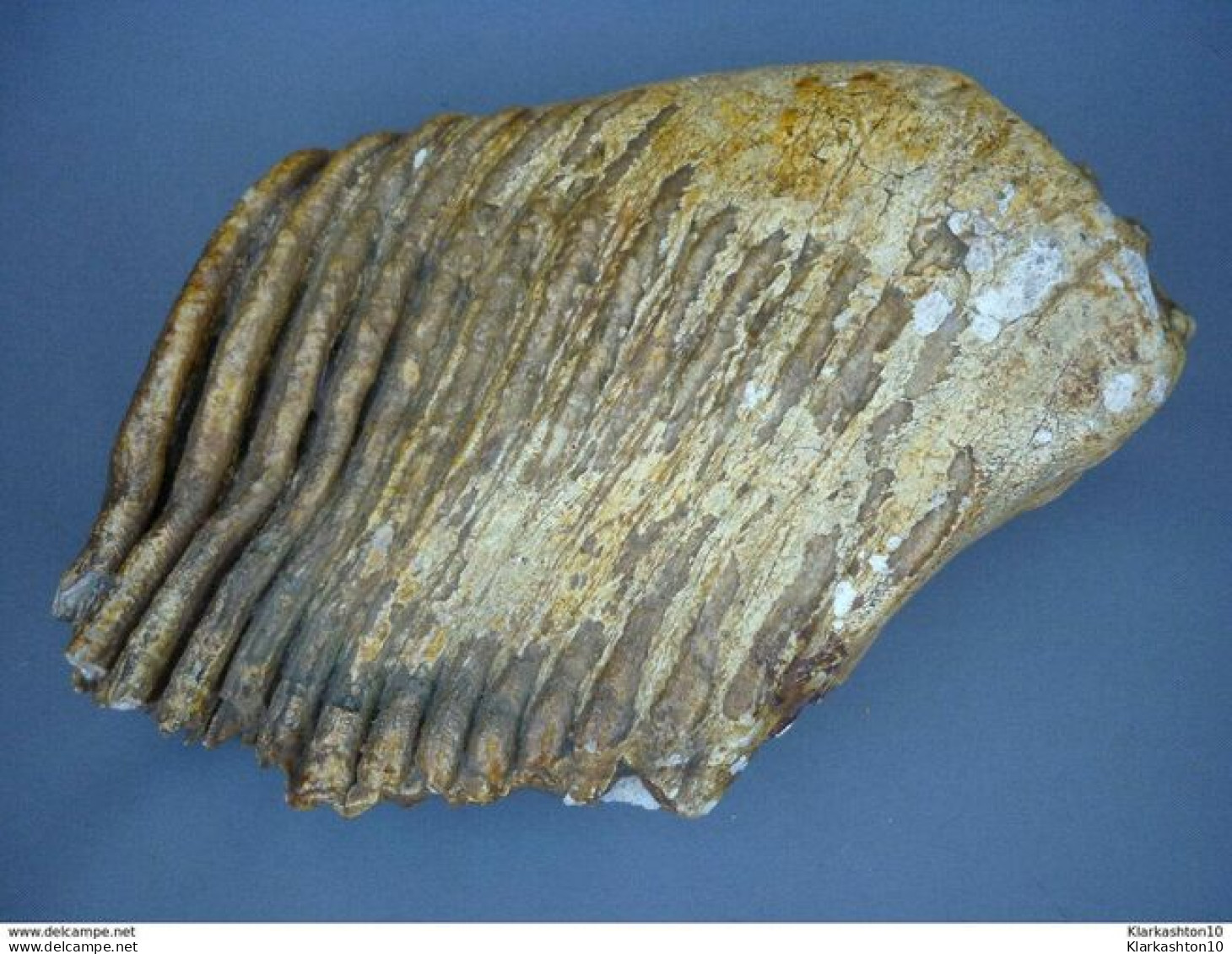 Très Belle Dent De Mammouth  Provenance: Yonne (89) - 3 5 Kg - Fossielen