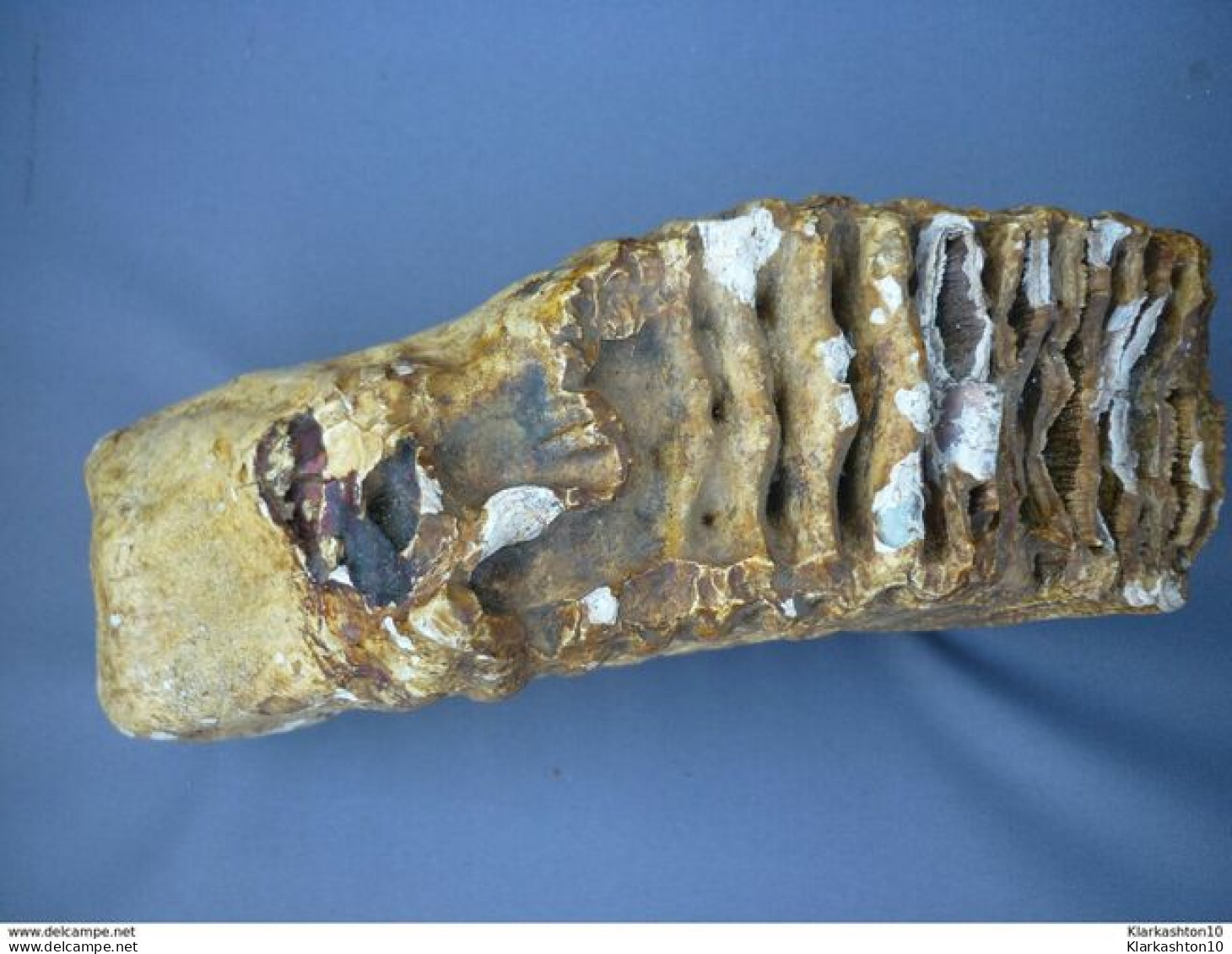 Très Belle Dent De Mammouth  Provenance: Yonne (89) - 3 5 Kg - Fossils