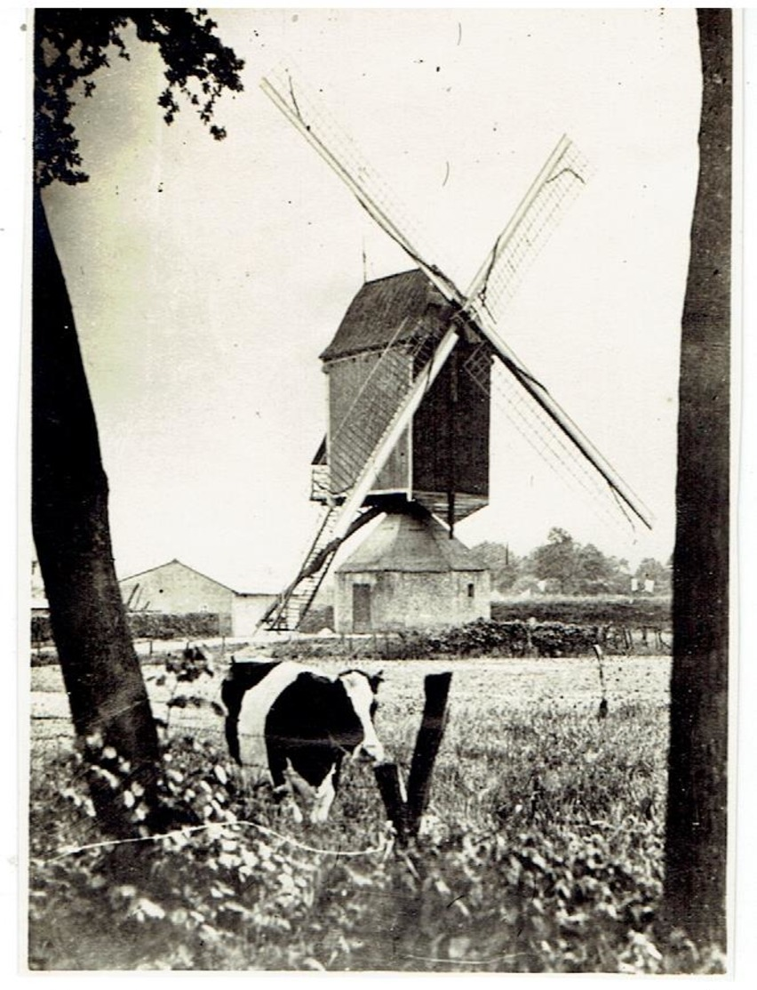 SINT- LENAARTS - Brecht - Kleine Foto 11 X 8 Cm - Molen - Brecht