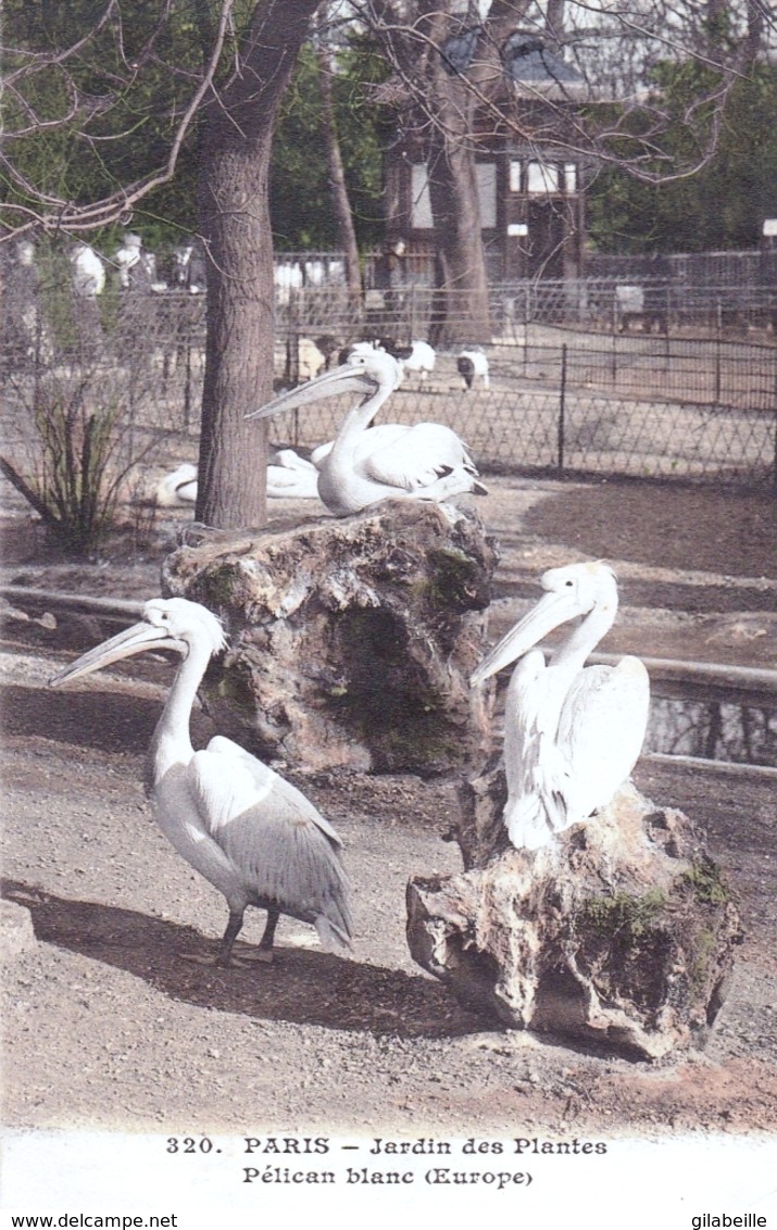 75 - PARIS  05 - Jardin Des Plantes - Pelican Blanc - Arrondissement: 05