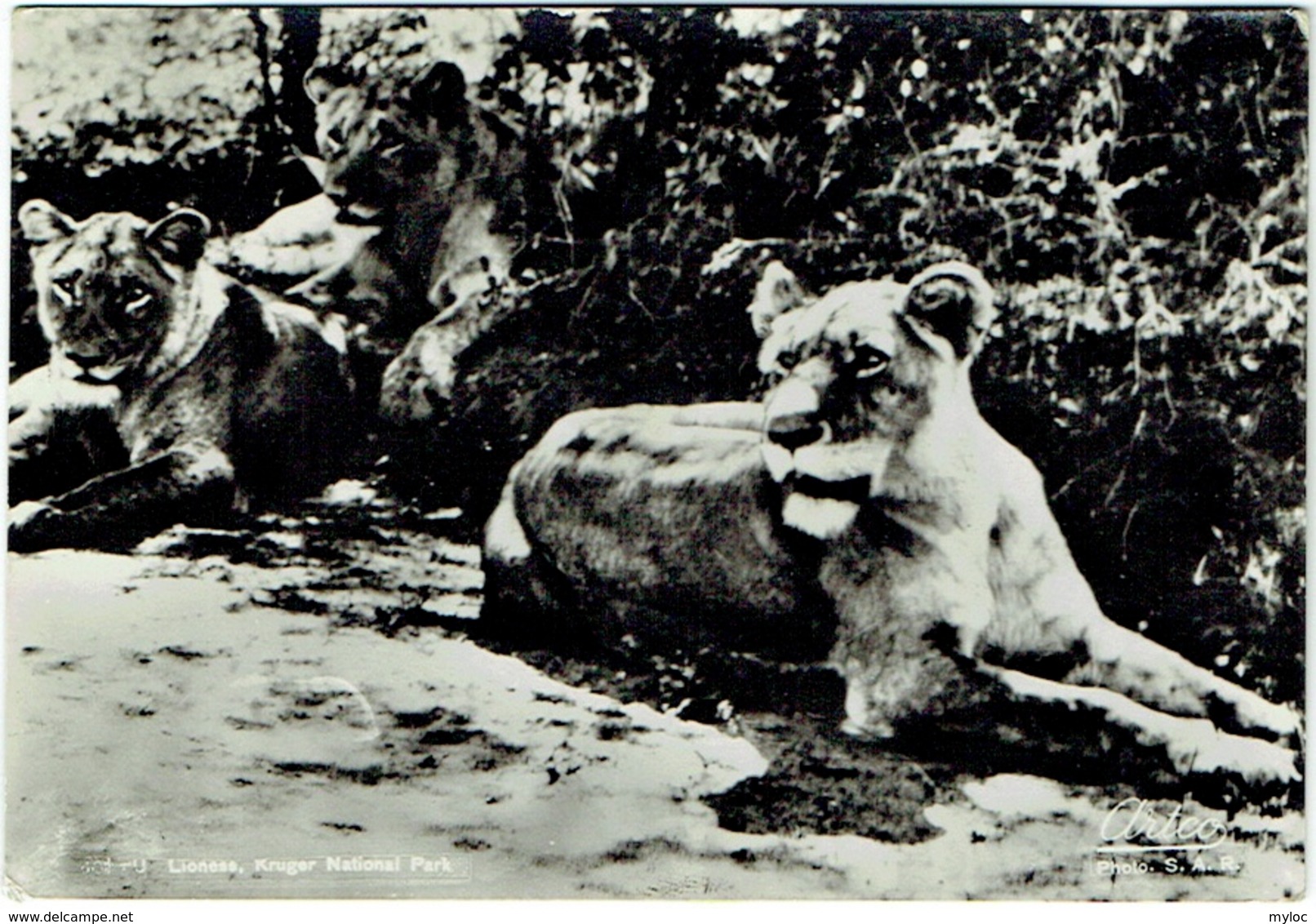 Carte Photo. Lionne, Kruger National Park. 1952. - Lions