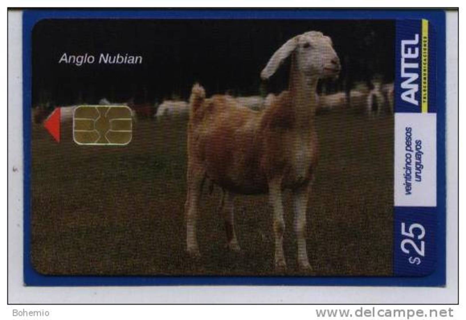 Uruguay TC449a -Cabras- Anglo Nubian - Uruguay