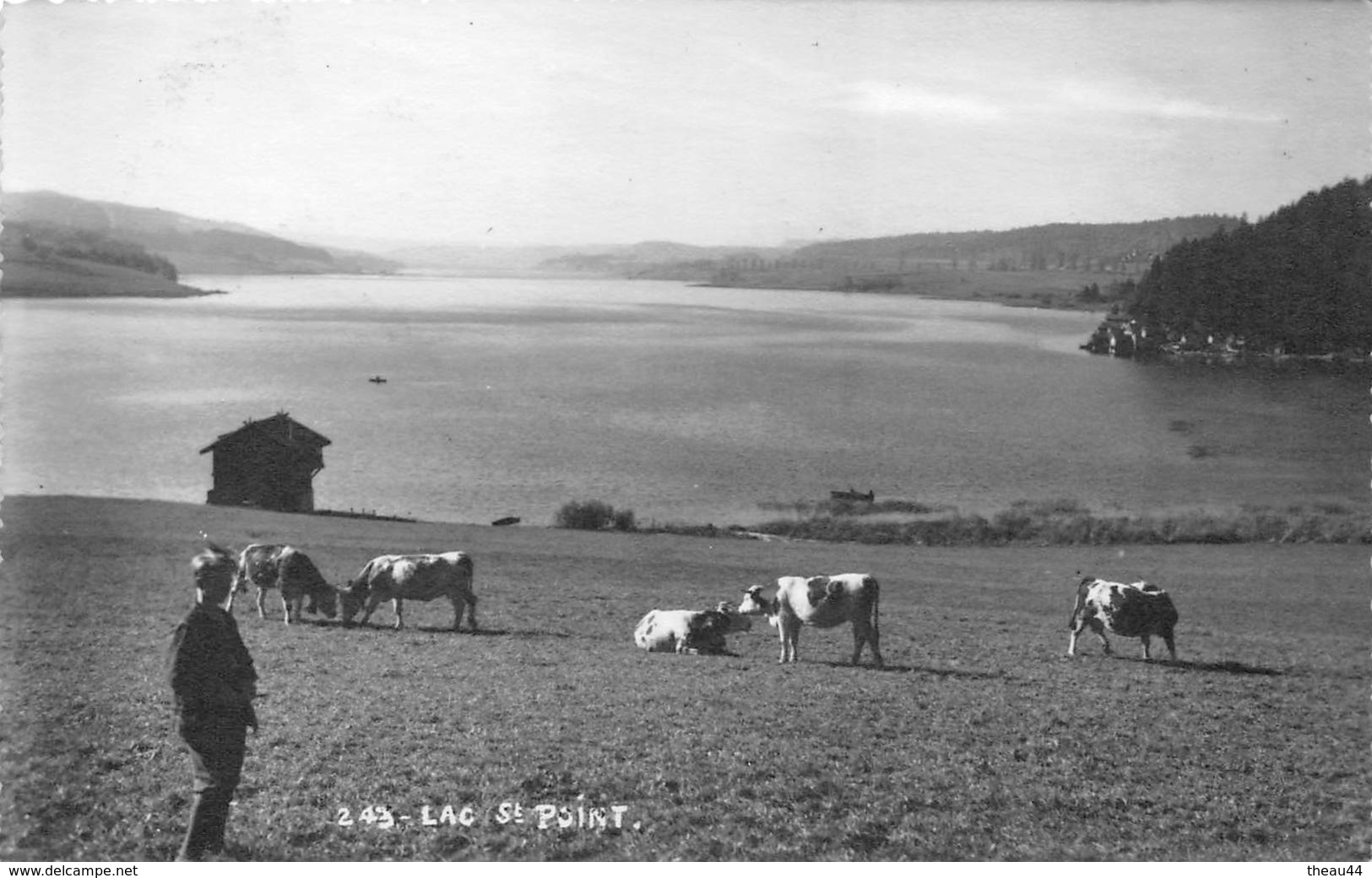 ¤¤   -   Lac De   SAINT-POINT    - Carte-Photo -  Vaches   -  ¤¤ - Autres & Non Classés