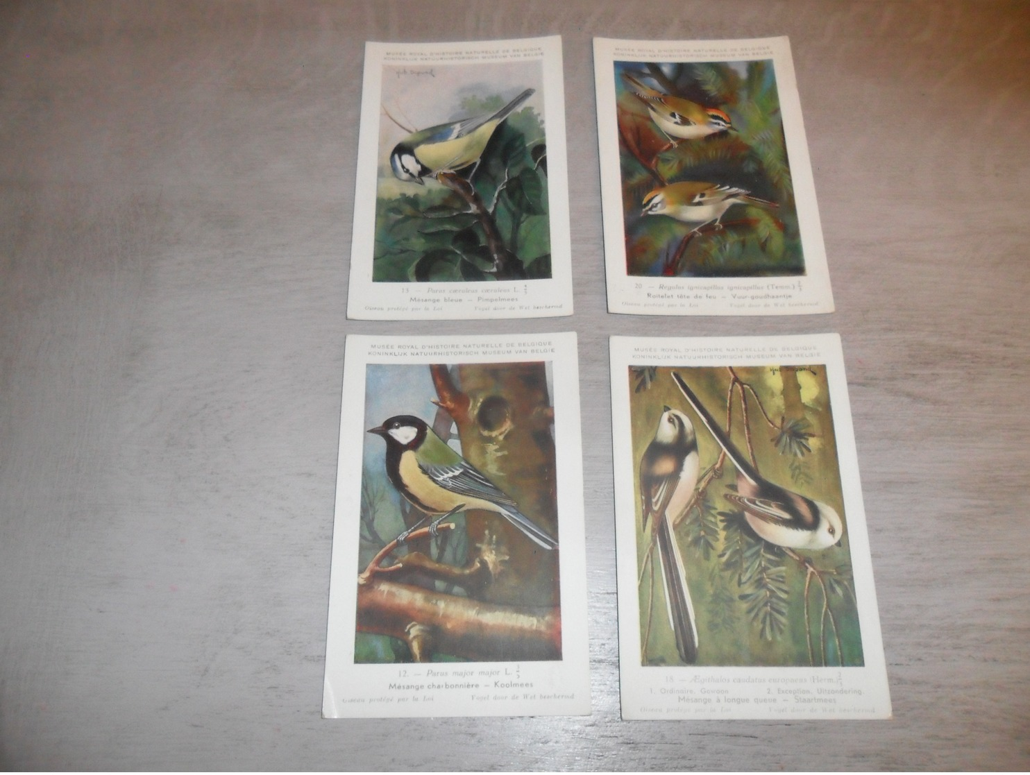 Beau Lot De 20 Cartes Postales Oiseaux  Oiseau  Illustrateur H.Dupond     Mooi Lot Van 20 Postkaarten Van Vogels  Vogel - 5 - 99 Cartes