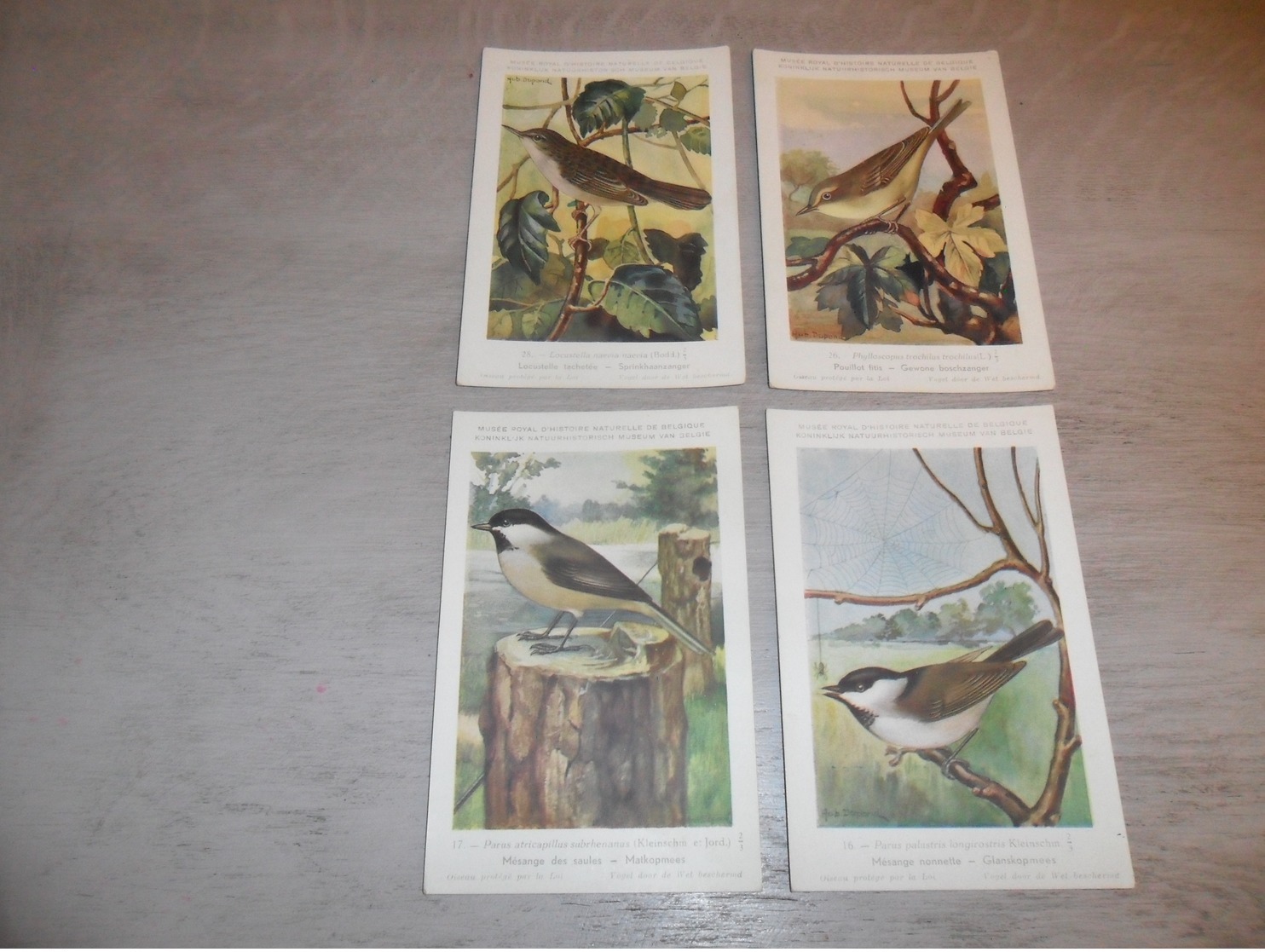 Beau Lot De 20 Cartes Postales Oiseaux  Oiseau  Illustrateur H.Dupond     Mooi Lot Van 20 Postkaarten Van Vogels  Vogel - 5 - 99 Cartes