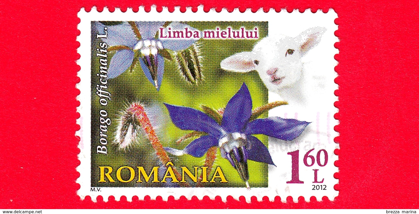 ROMANIA - Usato - 2012 - Flora E Fauna - Fiori - Flowers - Borago Officinalis (Starflower) - 1.60 L - Usati