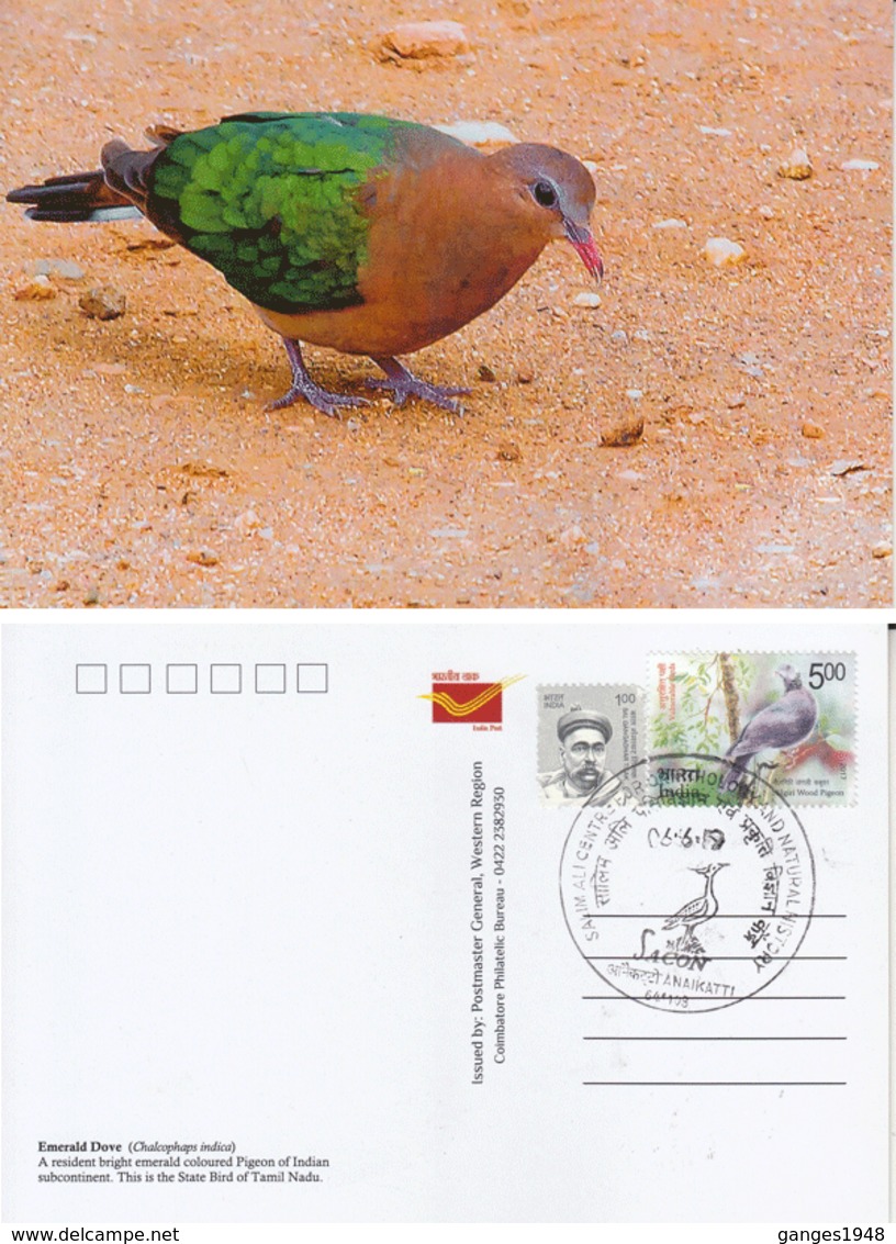 India  2019  Birds  Emerald Dove  Stamp Card  # 20625   D Inde  Indien - Songbirds & Tree Dwellers