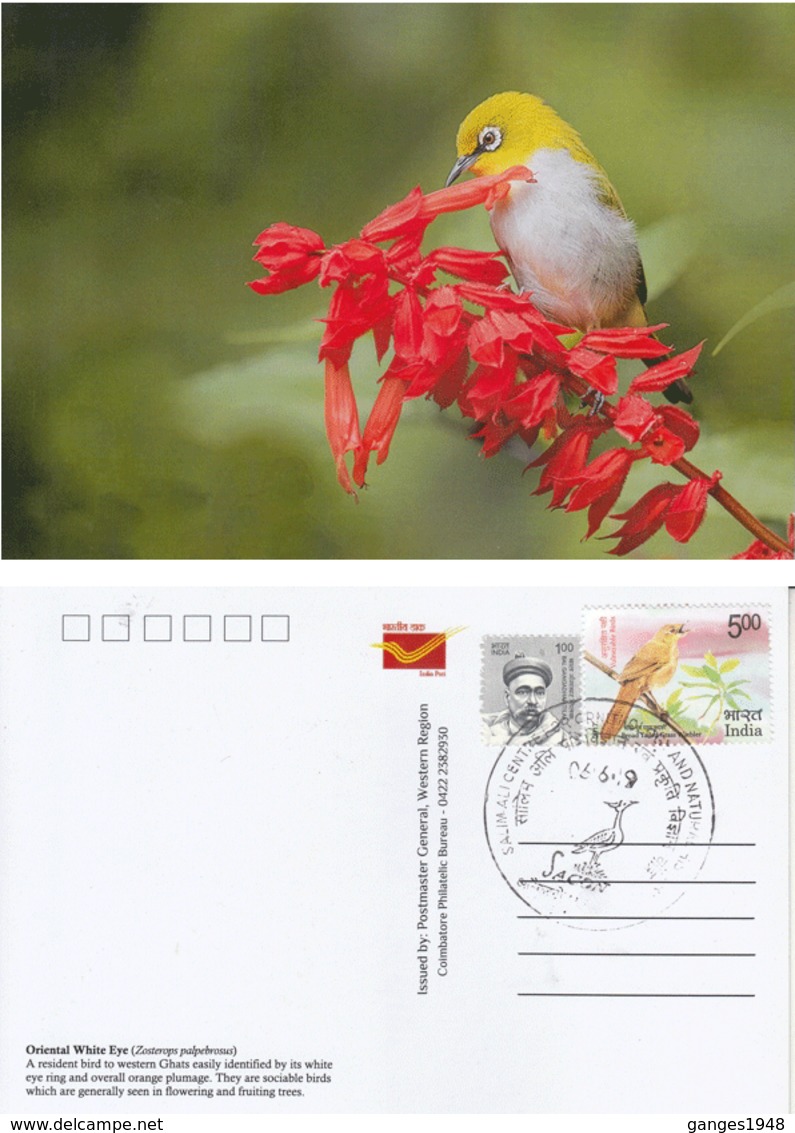 India  2019  Birds  Oriental White Eye  Stamp Card  # 20621   D Inde  Indien - Songbirds & Tree Dwellers