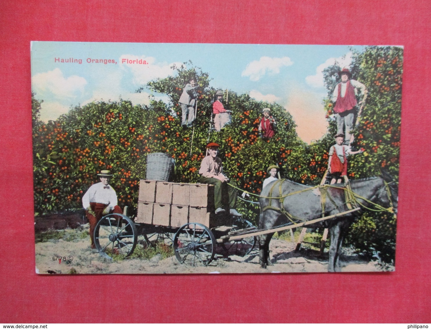 Hauling Oranges     Florida  Ref 3497 - Other & Unclassified