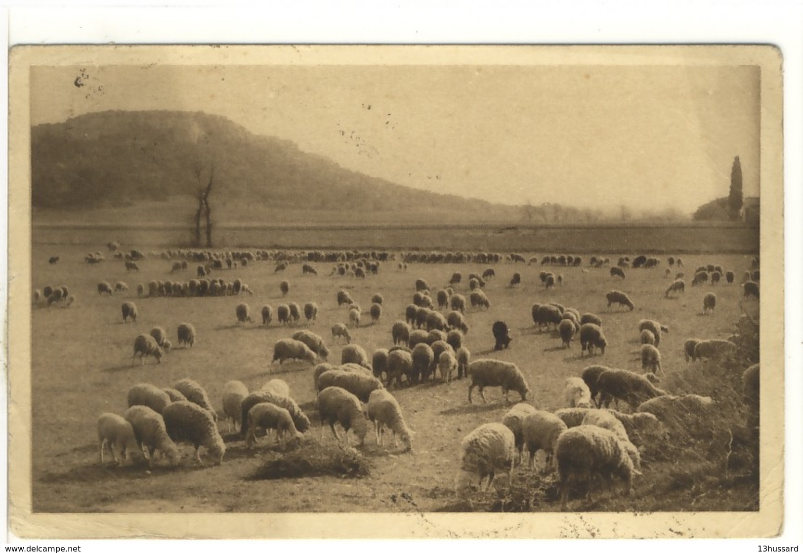 Carte Postale Ancienne En Provence - Troupeau De Moutons Au Pied De La Montagne Des Cordes - Agriculture - Autres & Non Classés