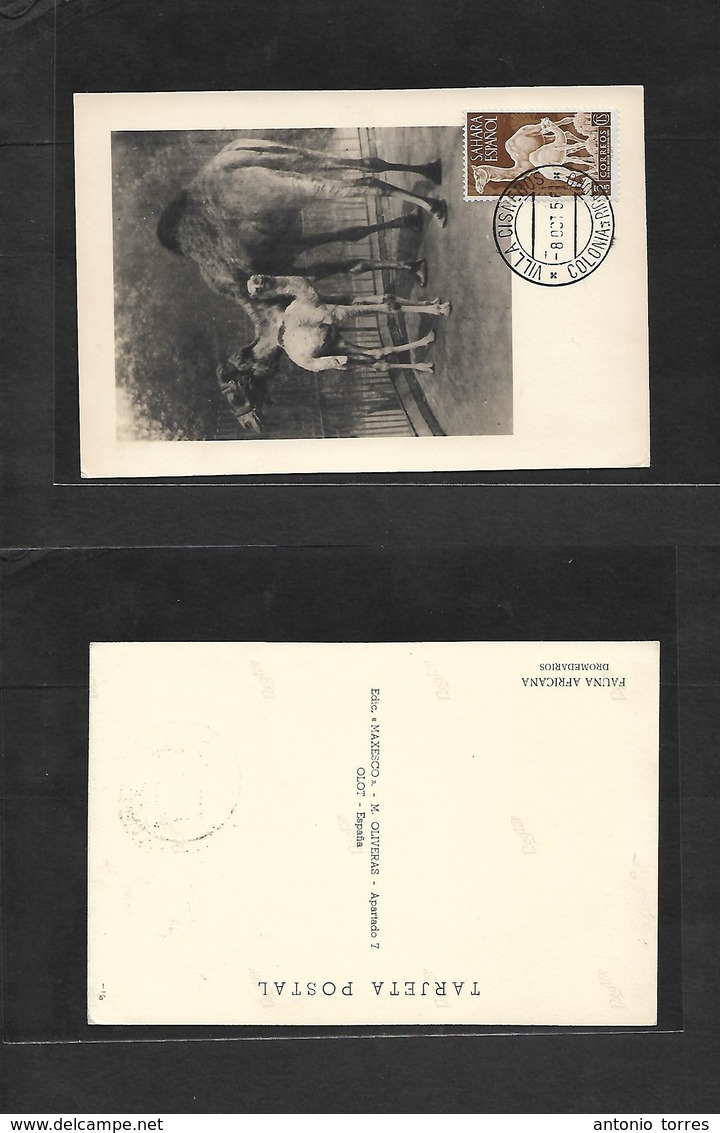 E-Sahara. 1956 (8 Oct) Villa Cisneros, Rio De Oro. Serie Camellos. Tarjeta Maxima. - Other & Unclassified