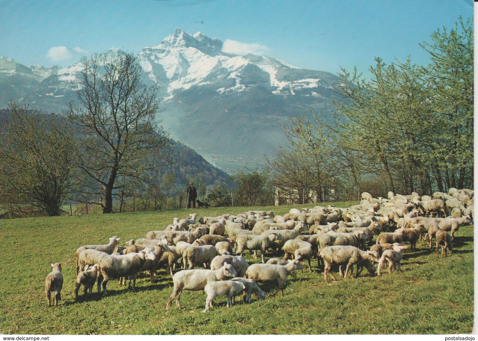 (CH1072) UN JOLI TROUPEAU ET VUE SUR LES DENTS DU MIDI - Au