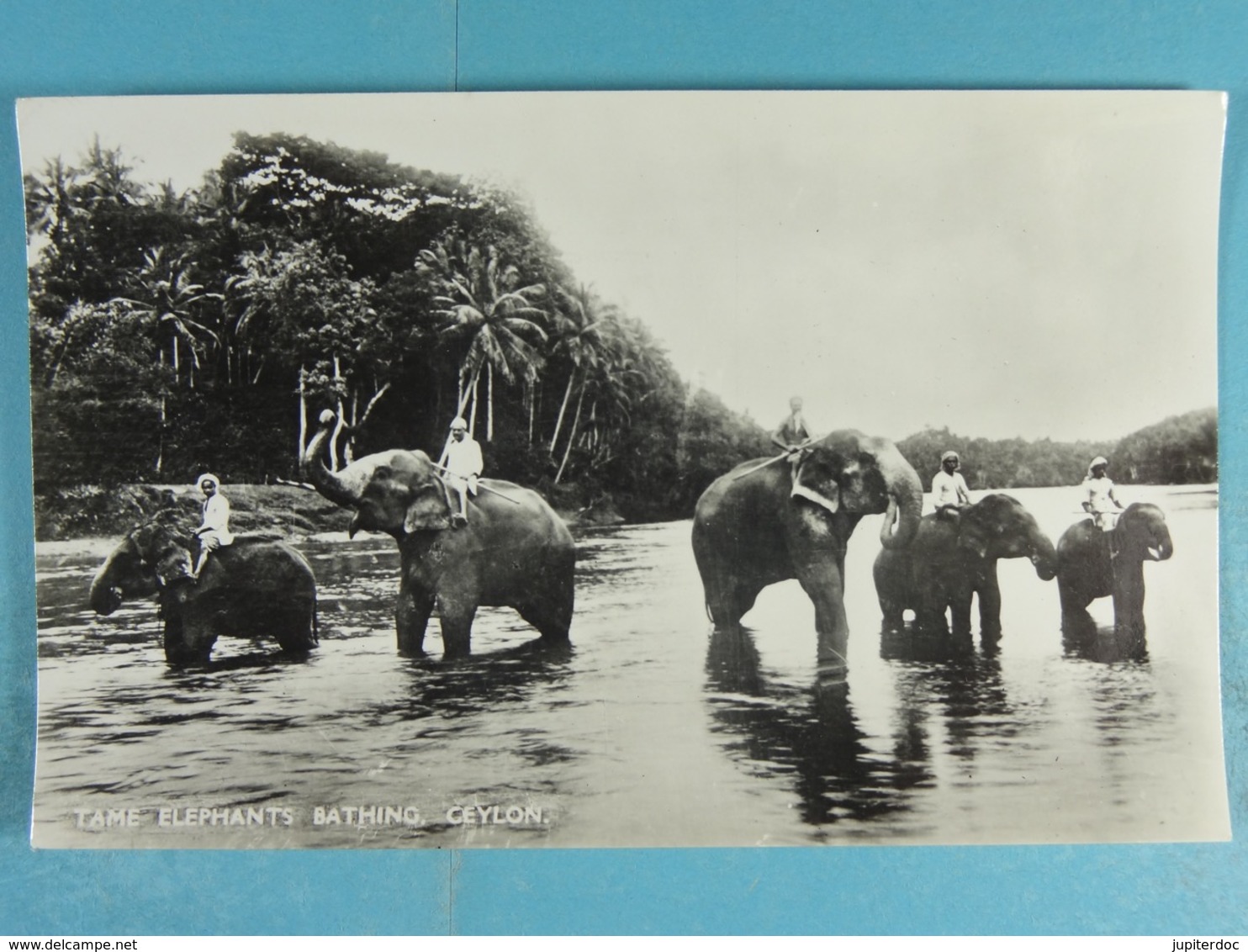 Tame Elephants Bathing Ceylon - Sri Lanka (Ceylon)