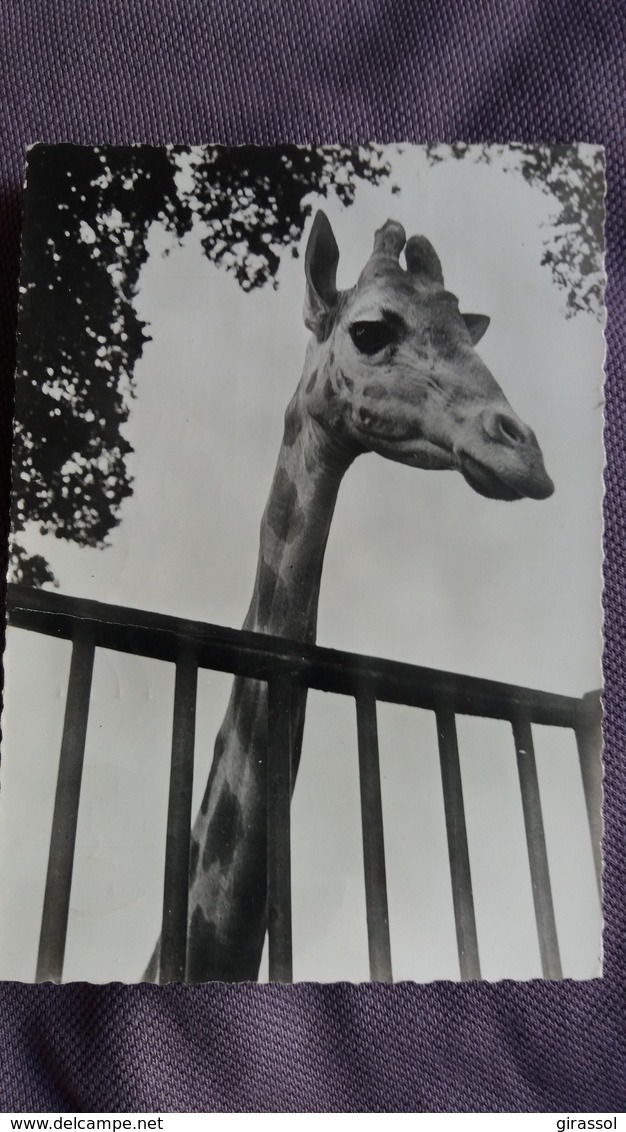 CPSM GIRAFE PUB GENOLINE 1956 - Giraffes