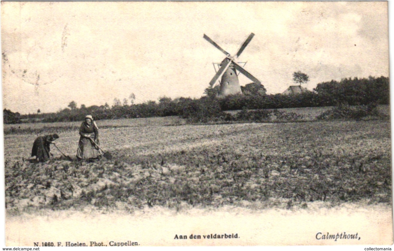 1 Postkaart Kalmphout Calmphout Molen Aan Den Veldarbeid  C1903  Uitgever Hoelen - Kalmthout