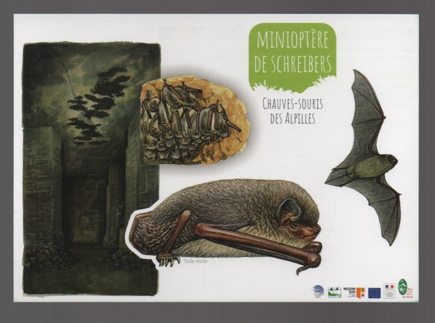 CHAUVE SOURIS : MINIOPTERE DE SCHREIBERS - CARTE POSTALE - Sonstige & Ohne Zuordnung