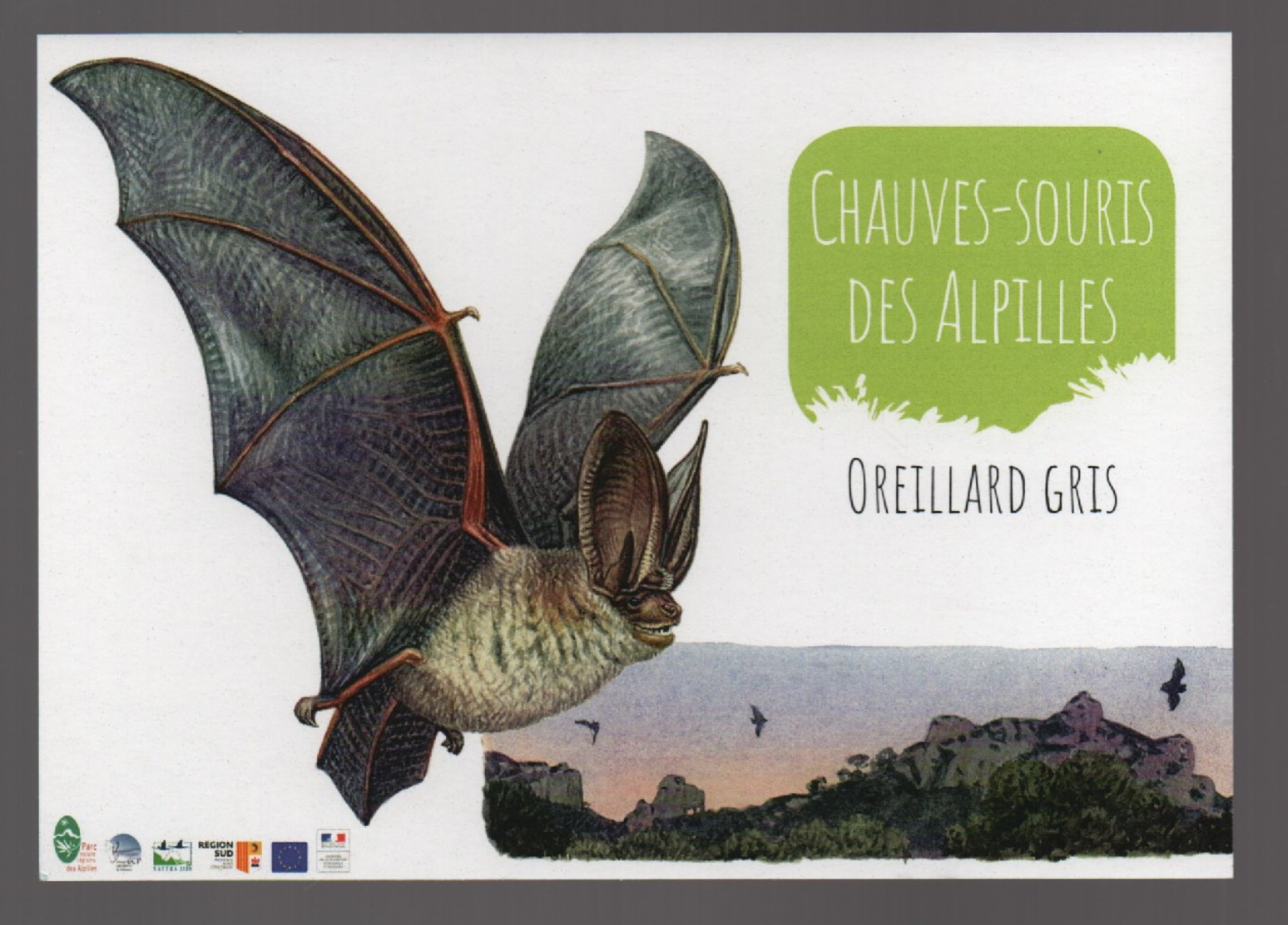 CHAUVE SOURIS : OREILLARD GRIS - CARTE POSTALE - Sonstige & Ohne Zuordnung