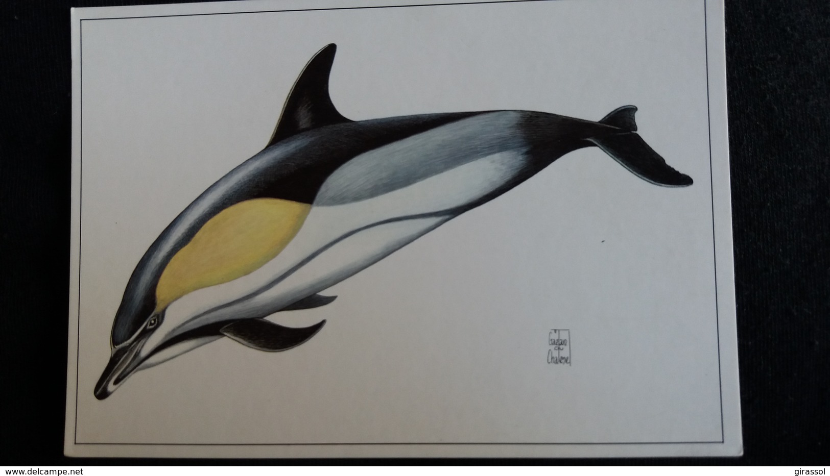 CPM DAUPHIN COMMUN MAMMIFERE MARIN DESSIN DE GAETAN DU CHATENET ED HAZAN - Dauphins