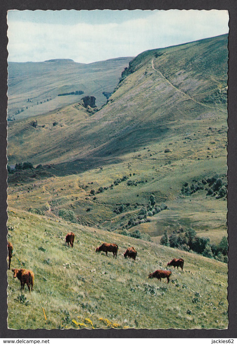 66528/ CANTAL, Vallée De L'impradine, Vue Sur *Bade-Bec*, Vaches - Altri & Non Classificati