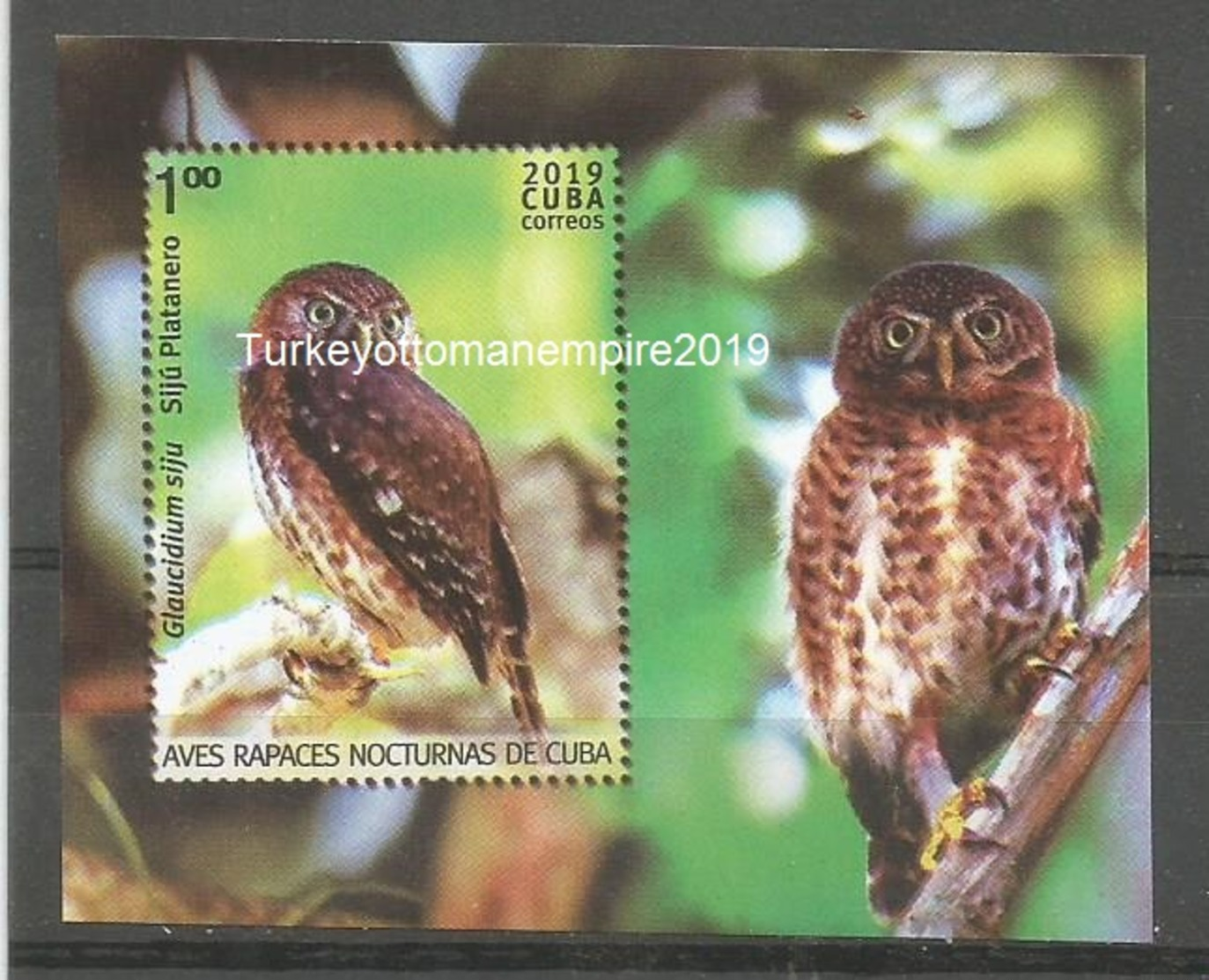 Cuba 2019 Night Birds Of Preys.Owls 6v + S/S MNH - Águilas & Aves De Presa