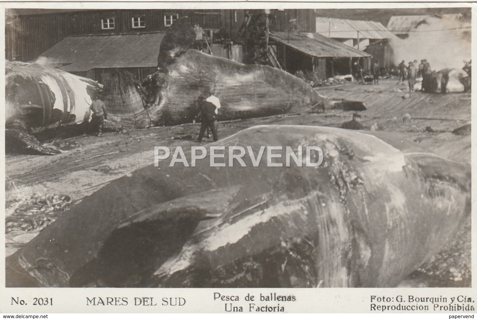 Chile  MARES DEL SUL Pesca De Ballenas Una Factoria RP Whaling   Ce143 - Chile