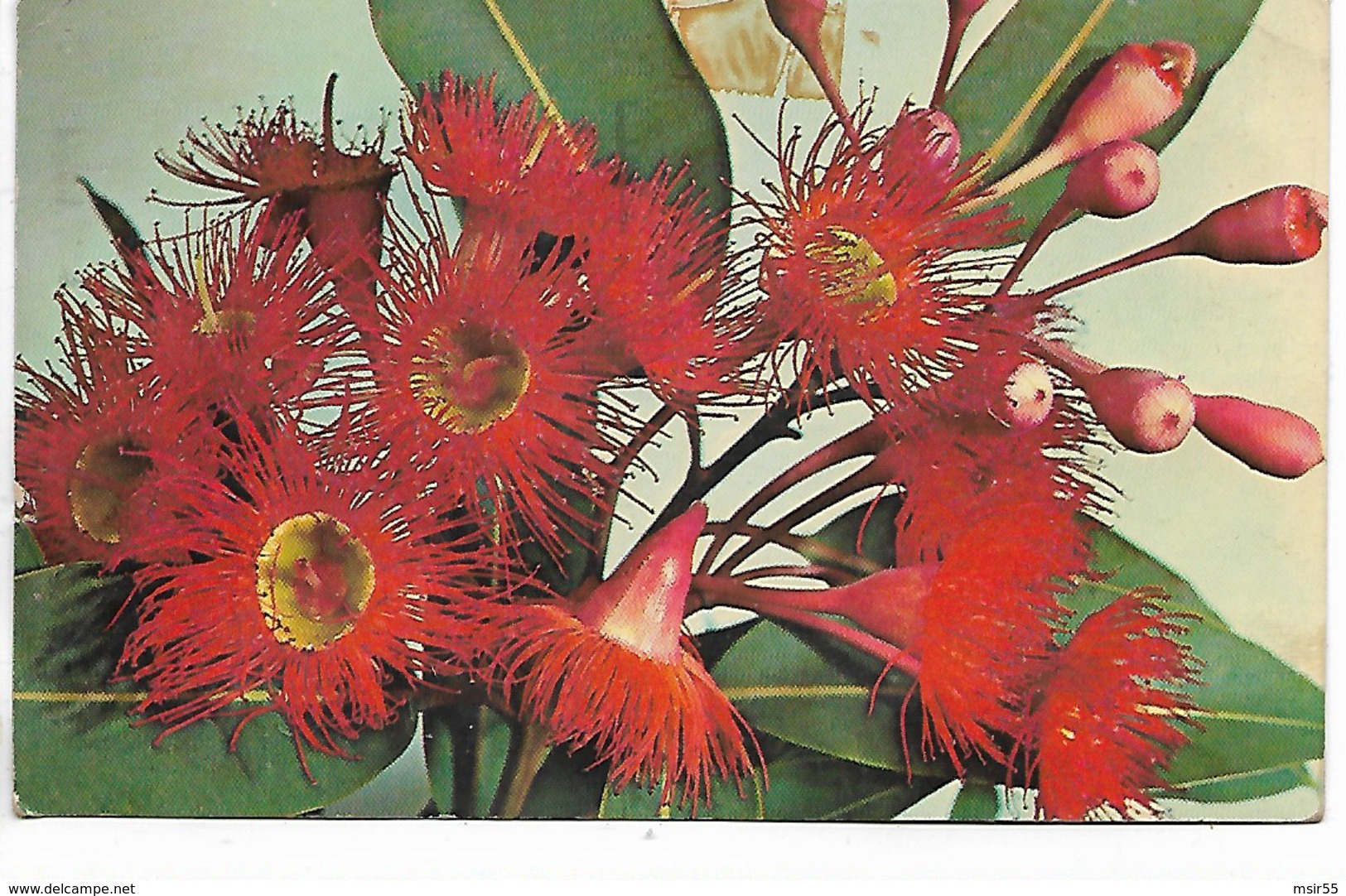 CPSM - Plantes :  Australian Wildflowers- Scallet  Flowering  Gum - 1964 - Other & Unclassified