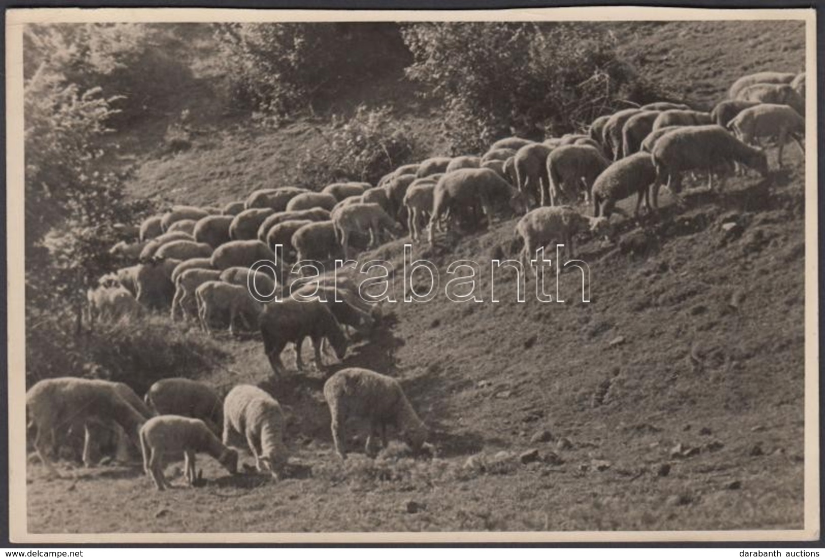 1935 Jermy László: Legelésző Nyáj, Aláírt Vintage Fotó, 11x18 Cm - Sonstige & Ohne Zuordnung